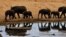 Elephants at a watering hole in Zimbabwe’s Hwange National Park. Credit: African Wildlife Foundation