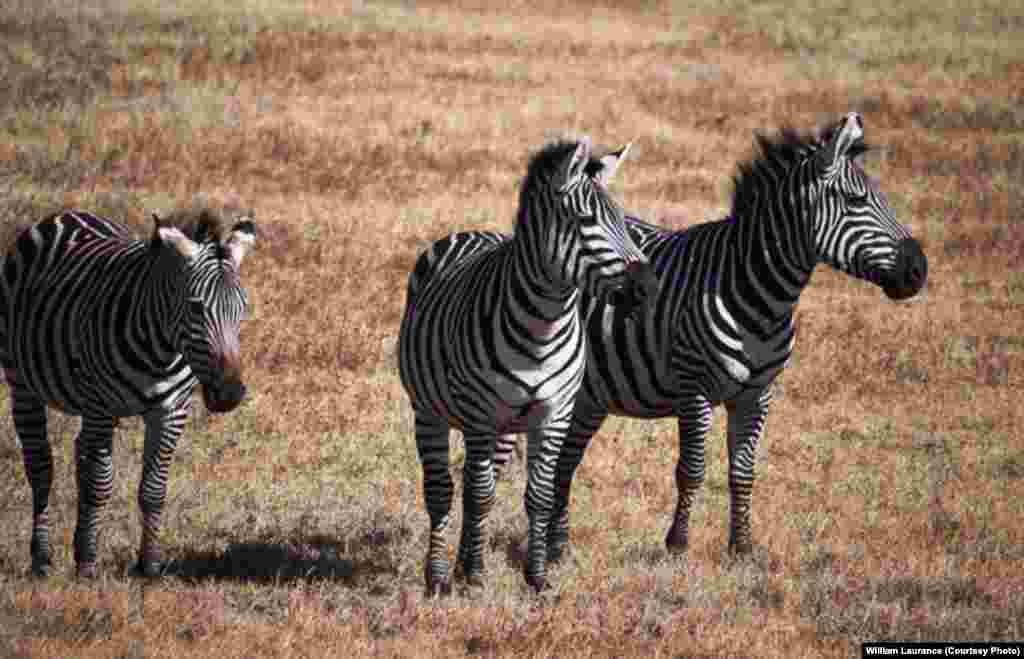 Zebras in the Serengeti.