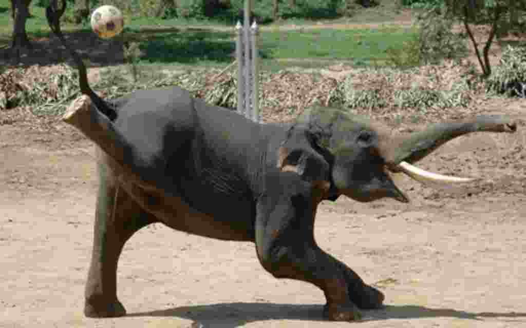 Mundial 2010: Camino a la Copa