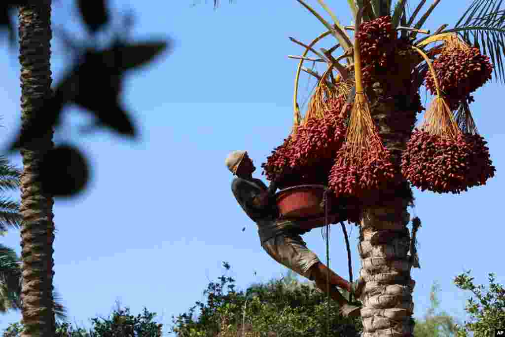 A farm worker harvests dates at a farm in Deir el-Balah, central Gaza Strip.