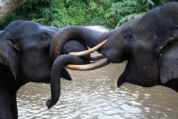 Gajah Sumatera di Taman Nasional Tesso Nilo, Riau. (Foto: WWF Indonesia)