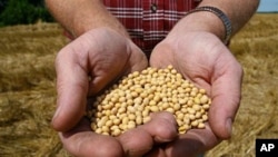 A farmer holds Roundup Ready Soy Bean seeds at his family farm in Bunceton, Minnesota (File)