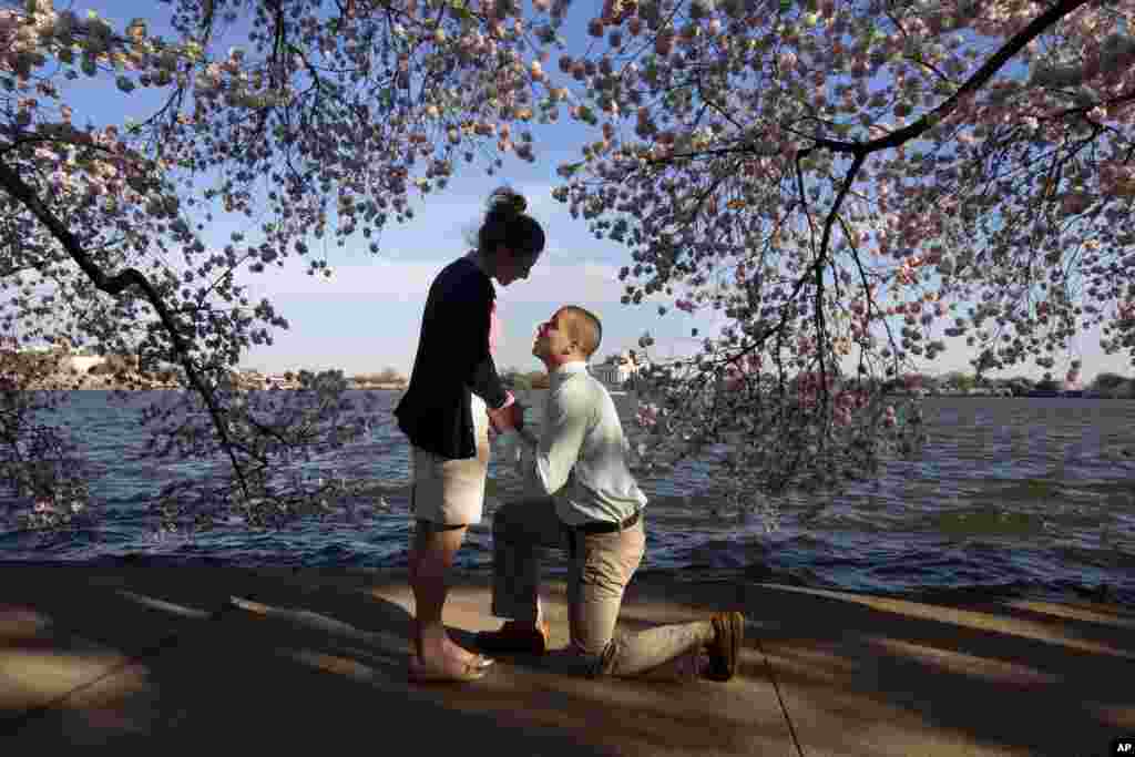 With the Jefferson Memorial in the background, Steven Paska, 26, (r) of Arlington, Va., kneels as he asks Jessica Deegan, 27, his girlfriend of two years, to marry him, near cherry blossom trees in peak bloom along the tidal basin in Washington, April 10, 2014.