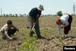 Uzbek farmers work at a cotton field in the village of Chinaz, some 80 km (50 miles) west of capital Tashkent. Uzbekistan is the world's third-biggest cotton exporter.