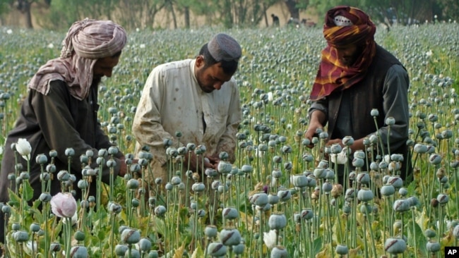 En esta zona se cultiva adormidera, de la que se extrae el opio, informaron las autoridades.