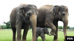 Bayi gajah bersama induknya (Foto: dok). Organisasi International Fund for Animal Welfare menuduh kawanan bersenjata Sudan menghabisi 200 gajah dari Taman Nasional Bouba Ndjida.