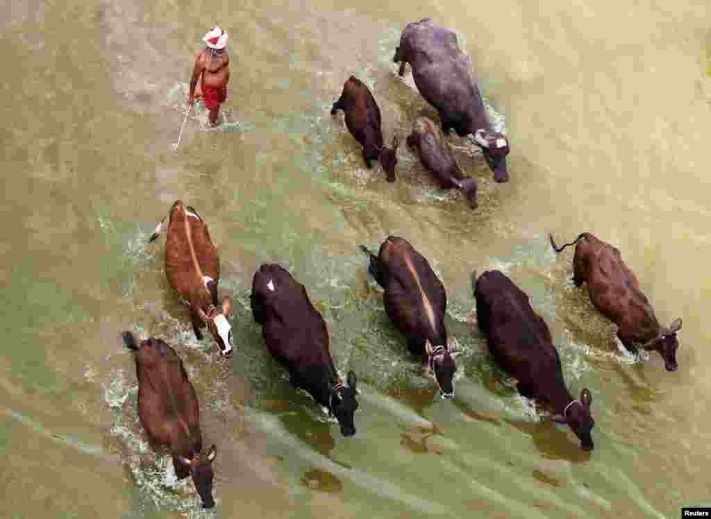 A man herds his cattle in the River Ganga on a hot summer day in Allahabad, India, May 22, 2017.