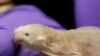 Scientists Study Cancer-Resistant Rat For Clues on Cancer Cure