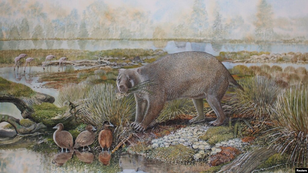 The marsupial Mukupirna nambensis, a plant-eating mammal about the size of a black bear that lived roughly 25 million years ago in Australia is seen in an artist's impression released on June 25, 2020. (Peter Schouten/Handout via REUTERS)