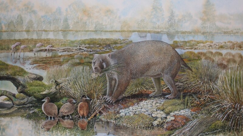 Scientists: Large Wombat-like Animal Lived in Australia 25 Million Years Ago