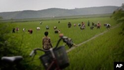 지난 6월 북한 강원도의 논에서 농부들이 일하고 있다. (자료사진)