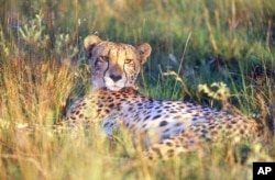 Cheetahs like hiding in long grass