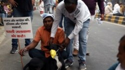 ماحولیاتی آلودگی کے خلاف نئی دہلی میں احتجاج کرتے ہوئے ایک شخص کتے کو ماسک پہنانے کی کوشش کر رہا ہے۔