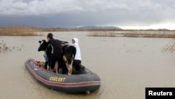 Men hold onto a rescued cow as they travel in a dinghy through floodwaters in the village of Darzez near Fier, Albania, Feb. 2, 2015.