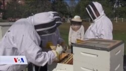 SAD: Terapeutsko djelovanje pčela na veterane