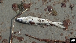 원유유출로 죽은 물고기