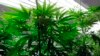 FILE - Marijuana plants flourish under grow lights at a warehouse.