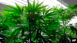 FILE - Marijuana plants flourish under grow lights at a warehouse.