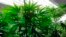 FILE - Marijuana plants flourish under grow lights at a warehouse.