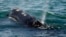 FILE - A North Atlantic right whale feeds on the surface of Cape Cod Bay off the coast of Plymouth, Mass., March 28, 2018.