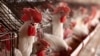 OMS y México aclaran que paciente con gripe aviar AH5N2 murió por otras causas