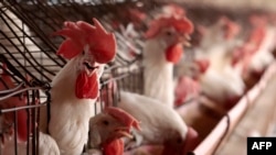 Imagen que muestran pollos en una granja avícola en Tepatitlán, estado de Jalisco, México, el 6 de junio de 2024. 
