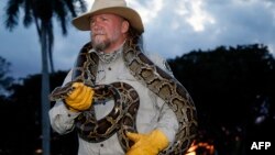 Tom Rahill, pendiri Swamp Apes, membawa seekor piton Burma di kawasaan Everglades Holiday Park di Fort Lauderdale, Florida, 25 April 2019.