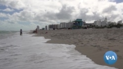 Mangrove Forests Protect Miami From Rising Tides