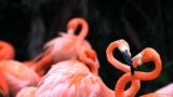 Flamingos stand in the flamingo pool, home to both the Caribbean and Chilean flamingos, at the Jurong Bird Park in Singapore.