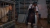 An employee of La Granja Live Poultry Corp. cleans the floor inside the store, Feb. 7, 2025, in New York. 