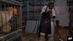 An employee of La Granja Live Poultry Corp. cleans the floor inside the store, Feb. 7, 2025, in New York. 