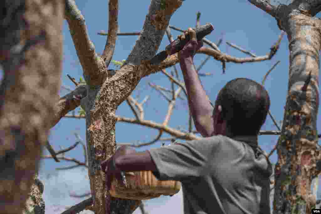 Mohamed Ahmed Ali wounds a frankincense tree near Mader Moge, Somaliland, Aug. 4, 2016. He says his family has been harvesting frankincense for more than 100 years. (J.Patinkin/VOA)