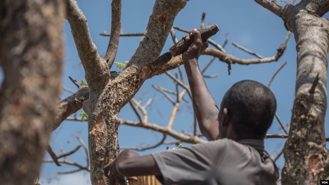 Mohamed Ahmed Ali wounds a frankincense tree near Mader Moge, Somaliland, Aug. 4, 2016. He says his family has been harvesting frankincense for more than 100 years. (J.Patinkin/VOA)
