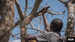 Mohamed Ahmed Ali wounds a frankincense tree near Mader Moge, Somaliland, Aug. 4, 2016. He says his family has been harvesting frankincense for more than 100 years. (J.Patinkin/VOA)