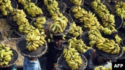 Pakistani laborers carry baskets of bananas at a fruit market in Lahore. (file) 
