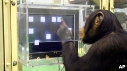 A chimpanzee named Ayumu performs the second stage of a memory test in which he must recall the location on a touch sensitive monitor of numerals that have changed to blank squares, at the Primate Research Institute in Kyoto, Japan, Dec. 13, 2006.