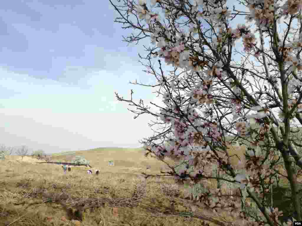 بهار در استان زنجان خرمدره روستای شویر عکس: بابائی (ارسالی شما)