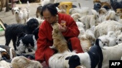 Защитники животных спасли 520 собак от китайских поваров