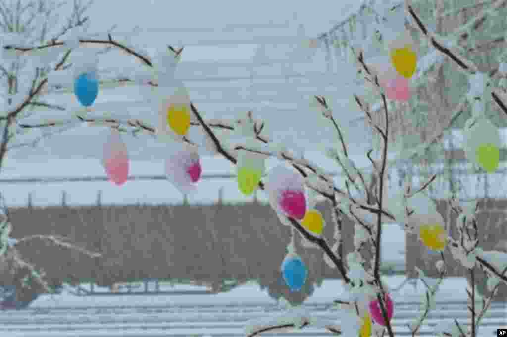 Snow covered Easter eggs hang at a a tree in Hochfilzen, Austrian province of Tyrol Sunday, March 23, 2014. Weather forecasts predict changeable weather for Austria. (AP Photo/ Kerstin Joensson)