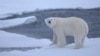 Changing Arctic Conditions Threaten Polar Bears