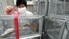 Kasus Pertama Hepatitis E Tikus pada Manusia Ditemukan di Hong Kong