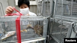 Seorang petugas dinas kesehatan sedang mengikat kandang-kandang yang berisi tikus-tikus yang ditangkap di sebuah kawasan hunian di Guangzhou, 10 Januari 2004.