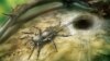 Arachnophobes Take Heed: Ancient Spider Had Whip-like Tail