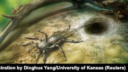 A Cretaceous arachnid Chimerarachne yingi, found trapped in a 100 million year old amber from Myanmar, appears in a handout illustration provided on Feb. 5, 2018.