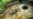 Arachnophobes Take Heed: Ancient Spider Had Whip-like Tail