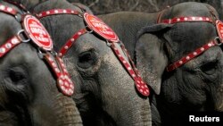 Elephants from the Ringling Bros. and Barnum & Bailey Circus line up for a photo under the Brooklyn Bridge in the Brooklyn Borough of New York. REUTERS/Brendan McDermid