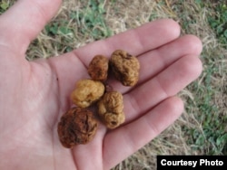 Oregon white truffles can fetch hundreds of dollars per kilogram at retail. (Courtesy Toil & Truffle)