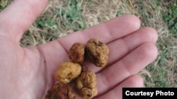 Oregon white truffles can be sold for hundreds of dollars per kilogram.