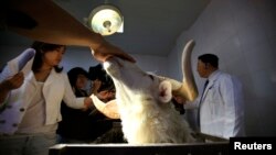 FILE - A journalist touches a ram nicknamed "Tianjiu" (everlasting) at the Tianjin TEDA International Cardiovascular Hospital, in Tianjin municipality, China, May 2013. The three-year-old ram is carrying a ventricular assistant device near its heart, which is designed hospital to enhance cardiac pumping function by using magnetic suspension technologies from state-of-the-art aerospace science.