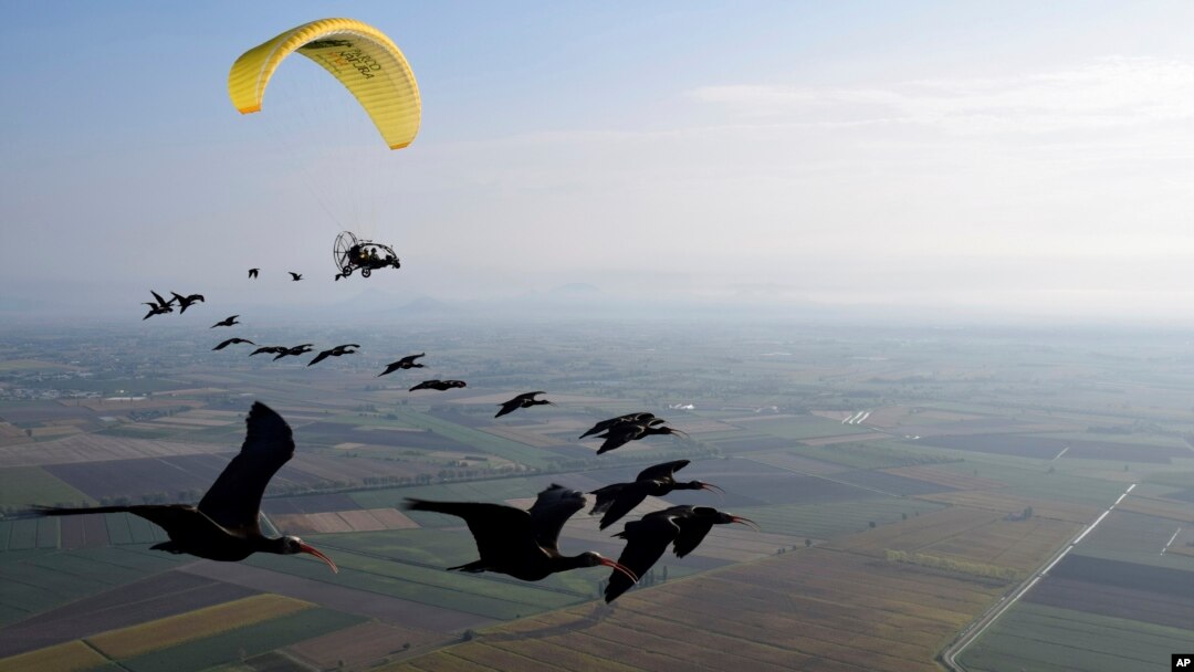This photo provide by Waldrappteam Conservation & Research shows the migration from Northern Bald Ibis, or the Waldrapp, supported by foster parents of the birds in a microlight aircraft, in September 2022.
